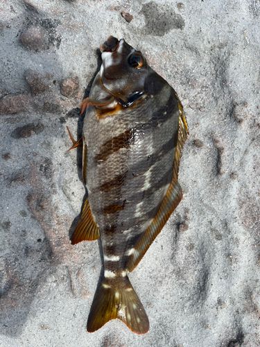 タカノハダイの釣果