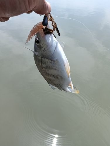 キビレの釣果