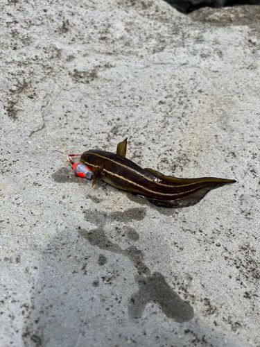 ゴンズイの釣果