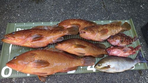 アコウの釣果