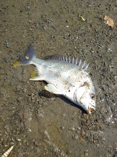 キビレの釣果