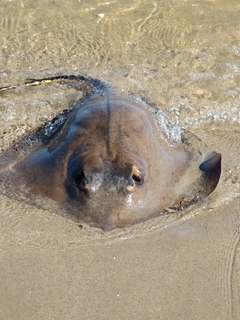 カレイの釣果