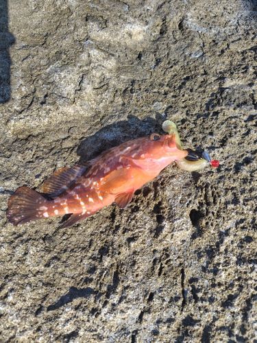 アコウの釣果