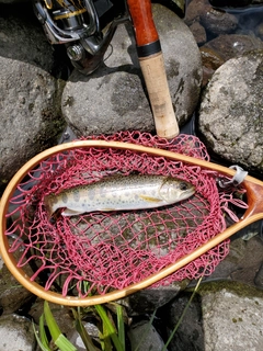 ヤマメの釣果