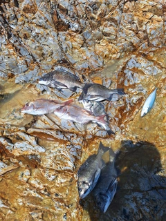 クロダイの釣果