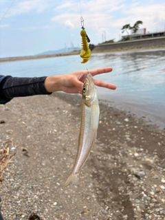 シロギスの釣果