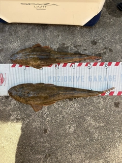 マゴチの釣果