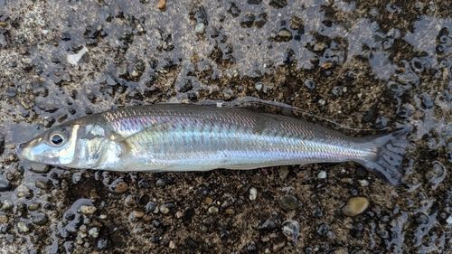 キスの釣果