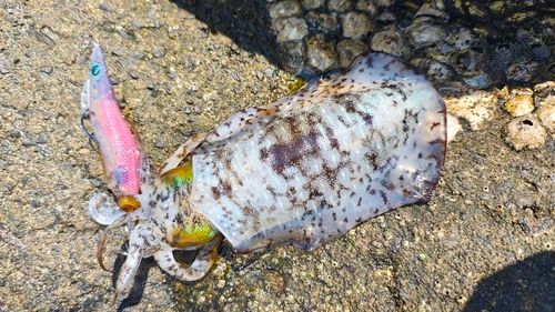 アオリイカの釣果