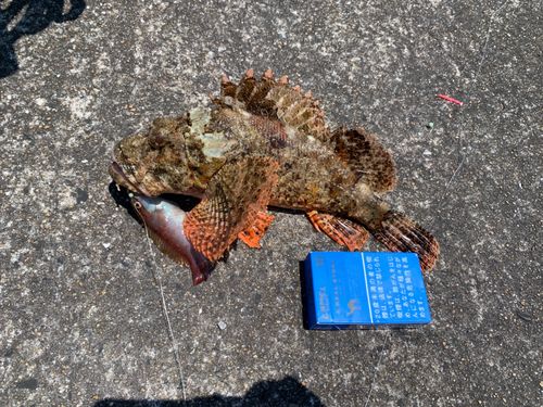 オニカサゴの釣果