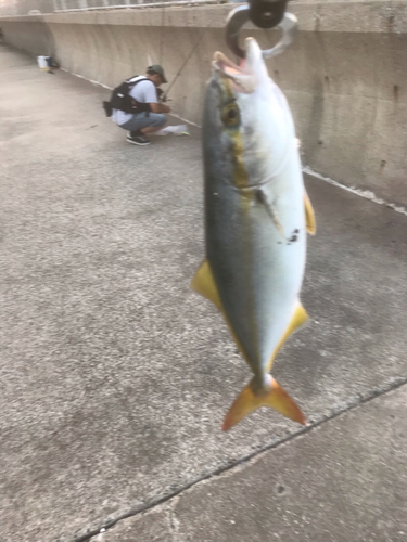 ワカシの釣果