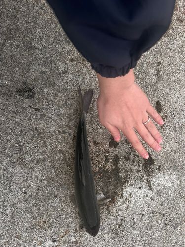 ウグイの釣果