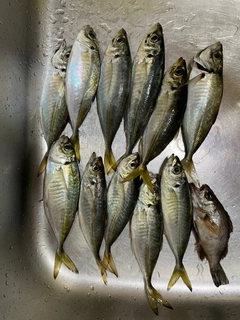 アジの釣果