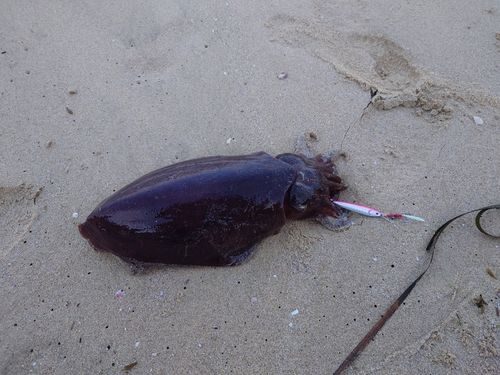 コウイカの釣果