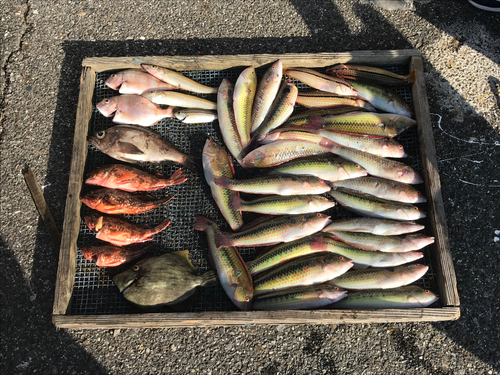 カワハギの釣果