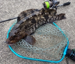 アイナメの釣果