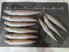 キスの釣果