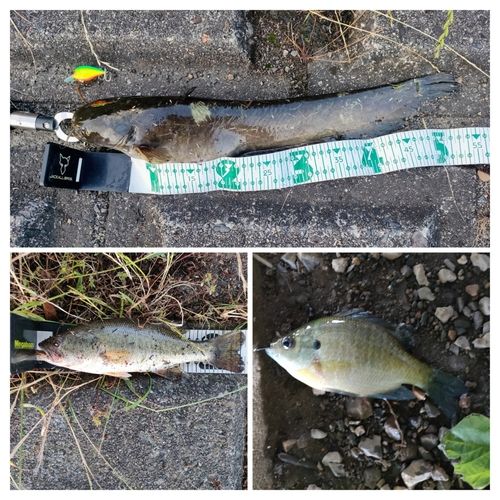 ナマズの釣果