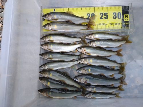 アユの釣果