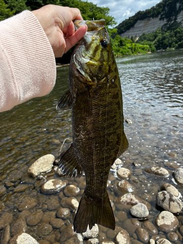 スモールマウスバスの釣果