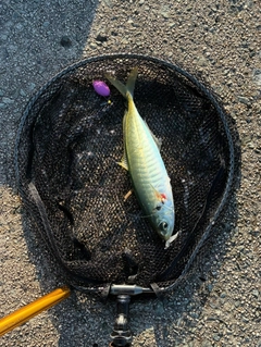 マルアジの釣果