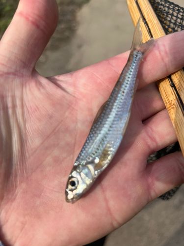 モロコの釣果