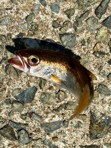 ムツの釣果