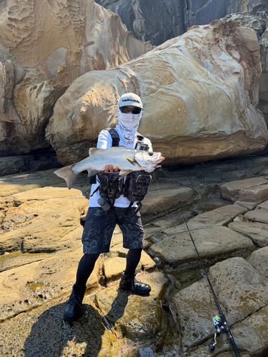 ヒラスズキの釣果