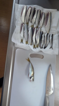 アジの釣果