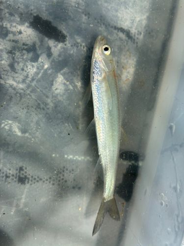 モツゴの釣果