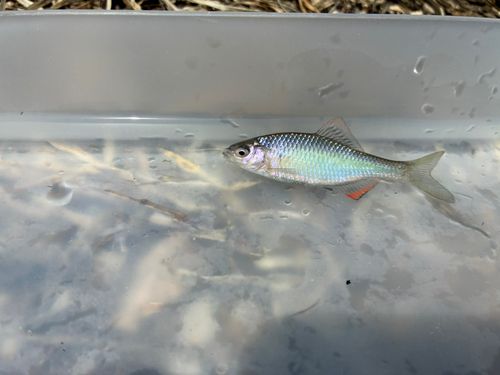 タナゴの釣果