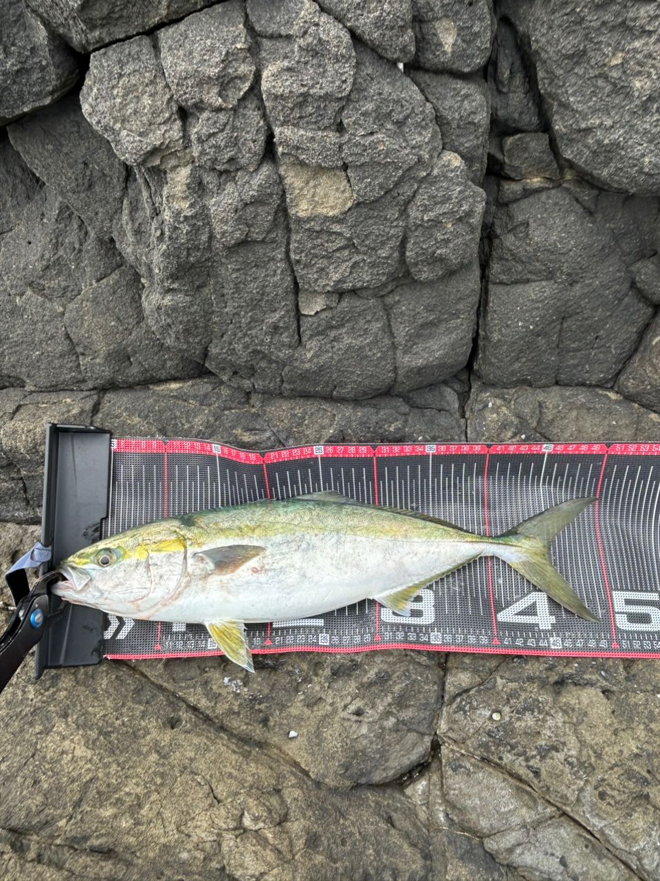 SHIMANO 18ディアルーナ S100MHの最安値・インプレ・釣果 | 本音の