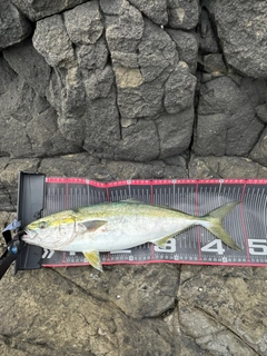 イナダの釣果
