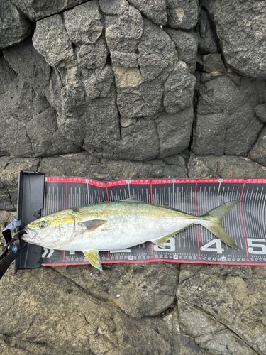 イナダの釣果