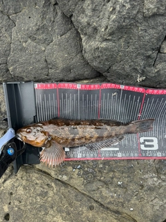 アイナメの釣果