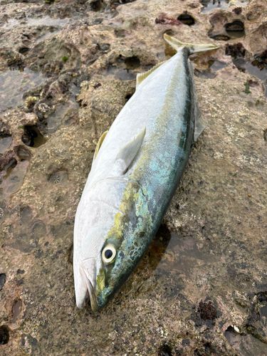 ワラサの釣果