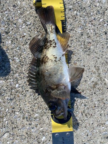 メバルの釣果