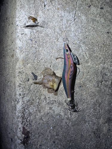 カワハギの釣果