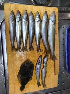 シロギスの釣果