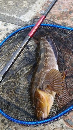 アイナメの釣果