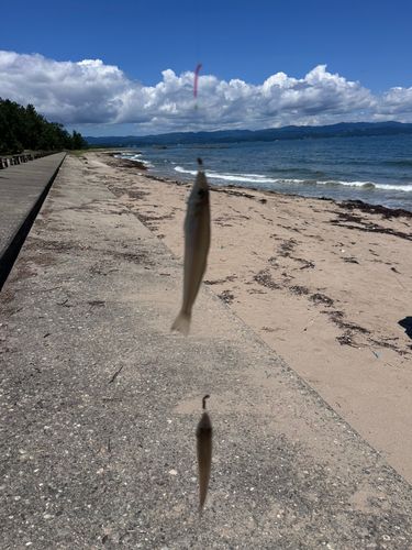 シロギスの釣果