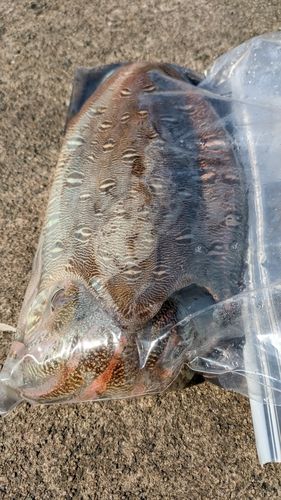 モンゴウイカの釣果