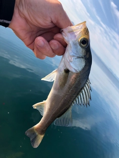 セイゴ（マルスズキ）の釣果