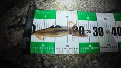 ケンサキイカの釣果