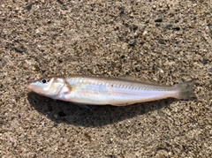 キスの釣果
