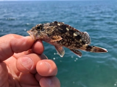 アラカブの釣果