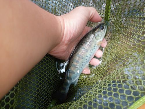 ヤマメの釣果