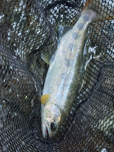 アマゴの釣果