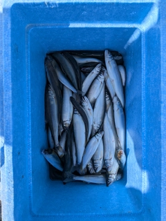 コアユの釣果