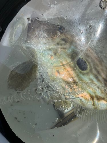 マトウダイの釣果